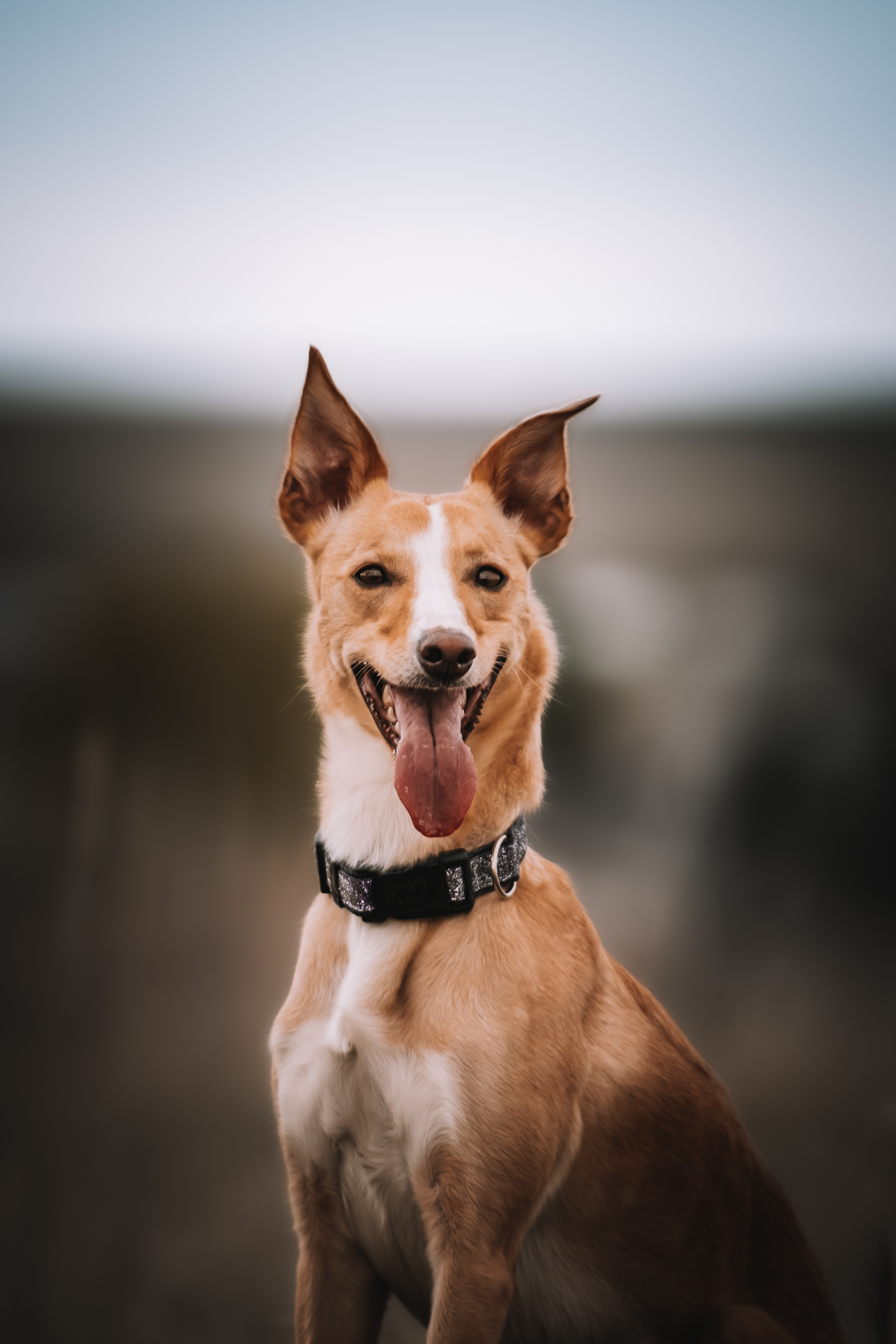 Instagram Post of a pet in nature