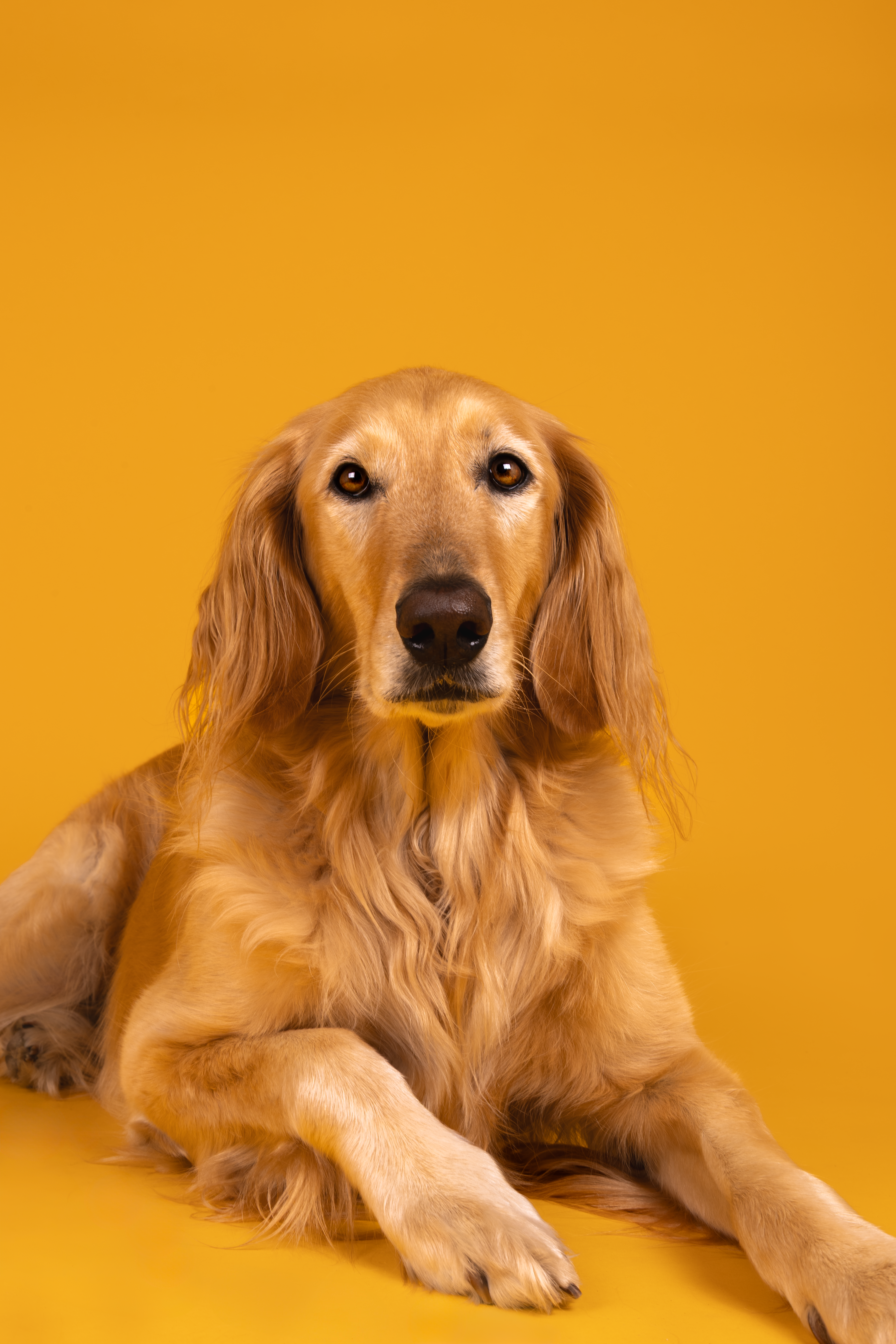 Instagram Post of a zen pet