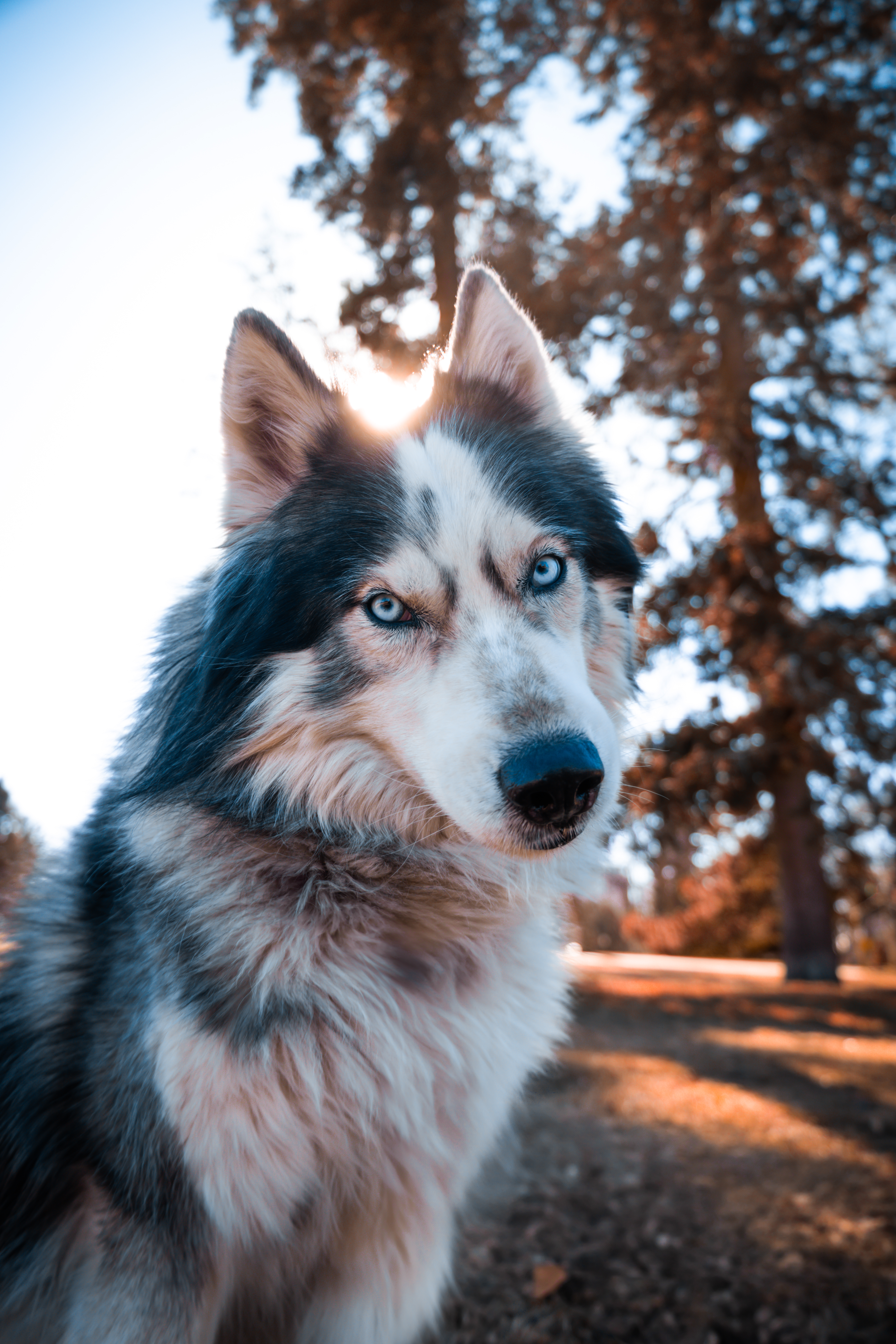 Instagram Post of a pet and owner