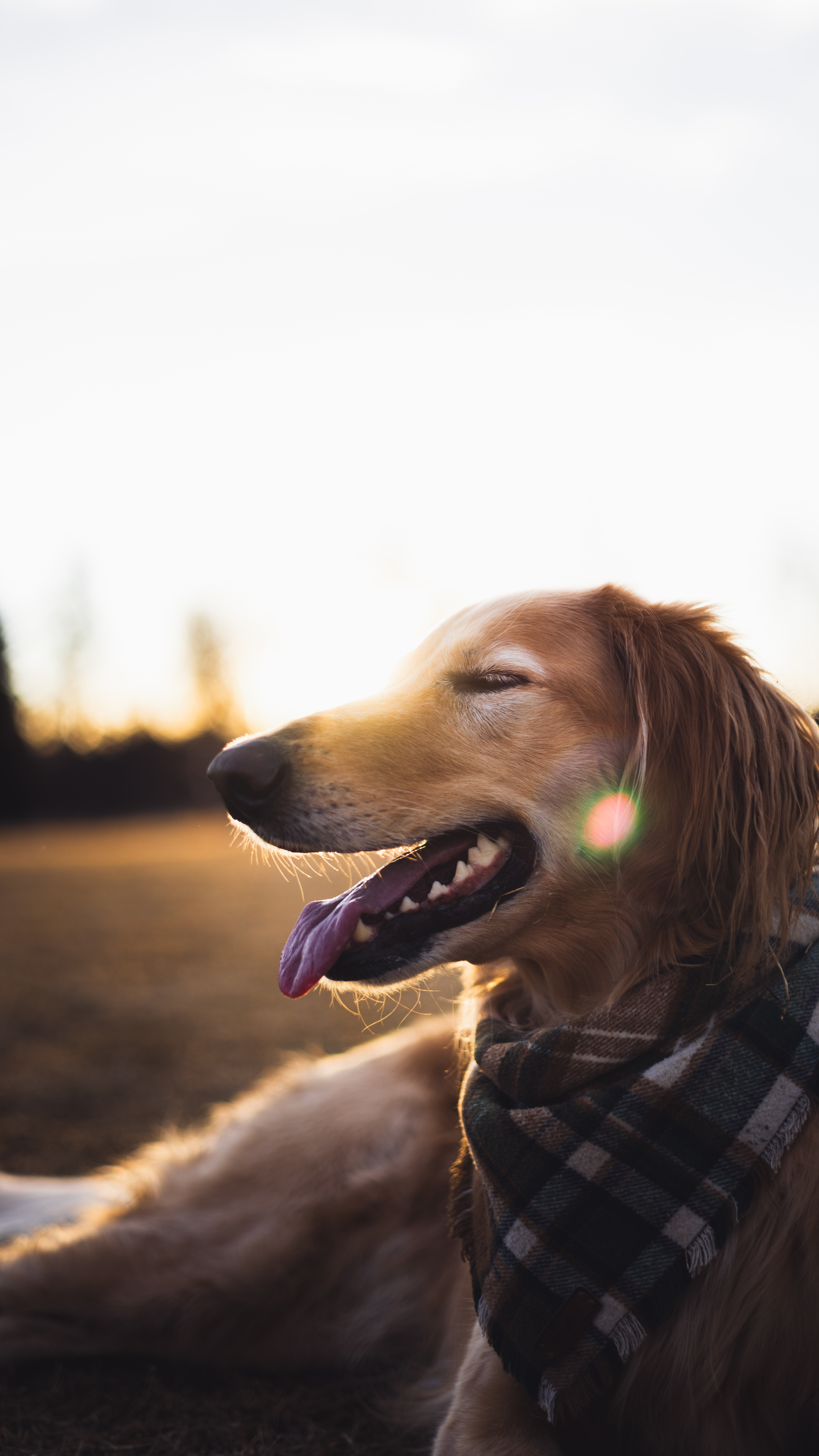 Instagram Post of a pet playing