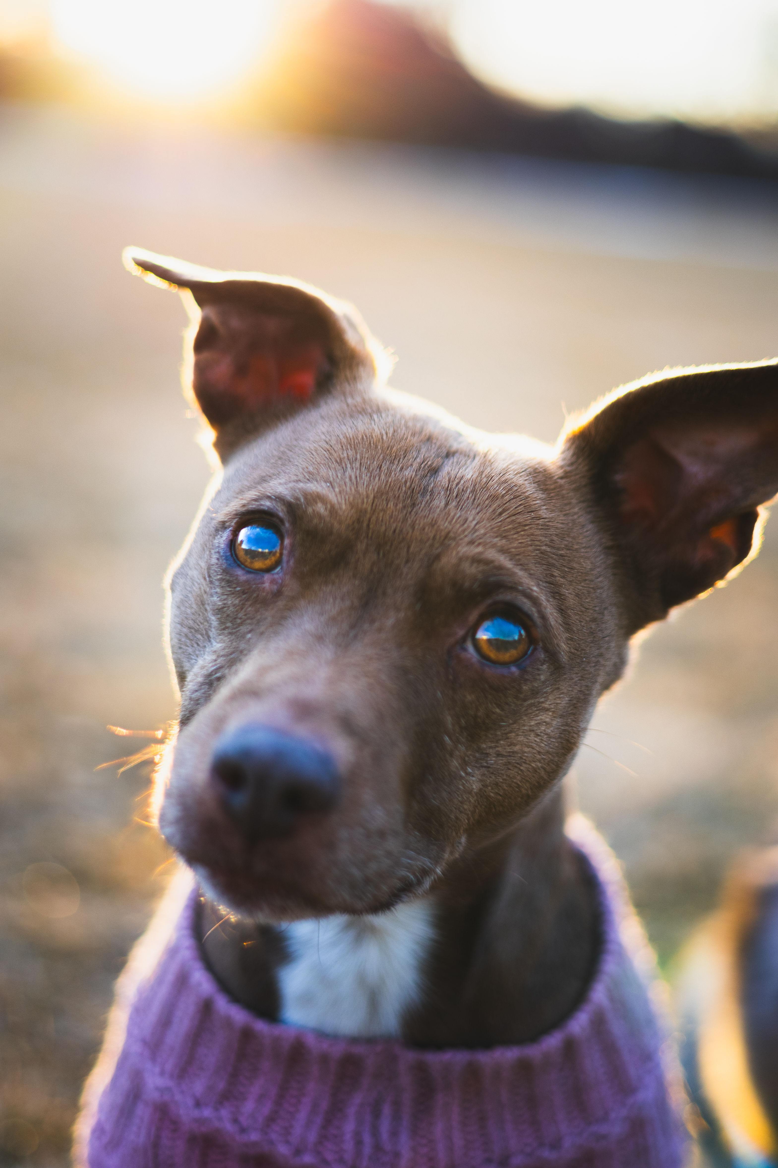 Instagram Post of a unique pet