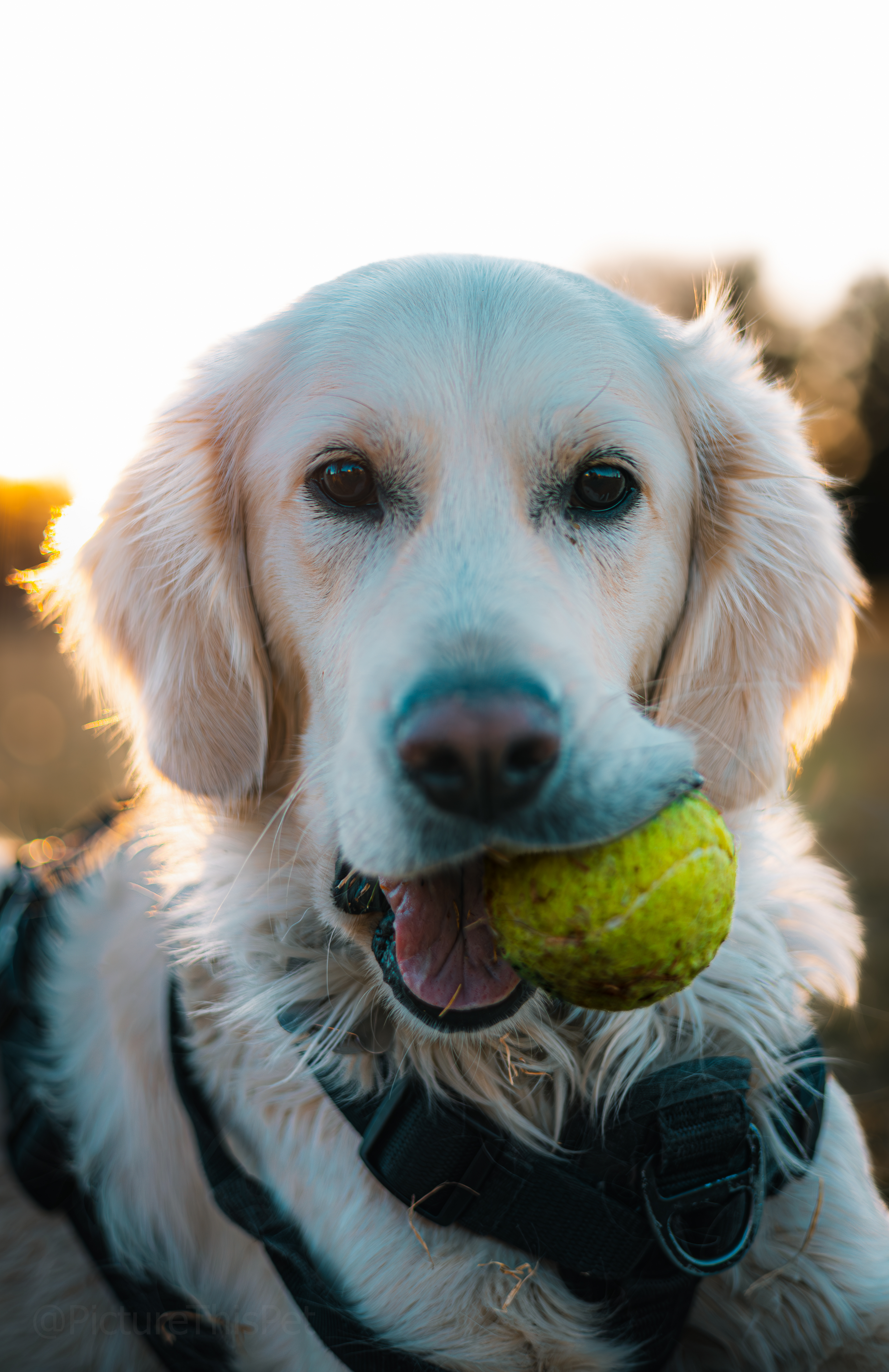 Instagram Post of a pet napping