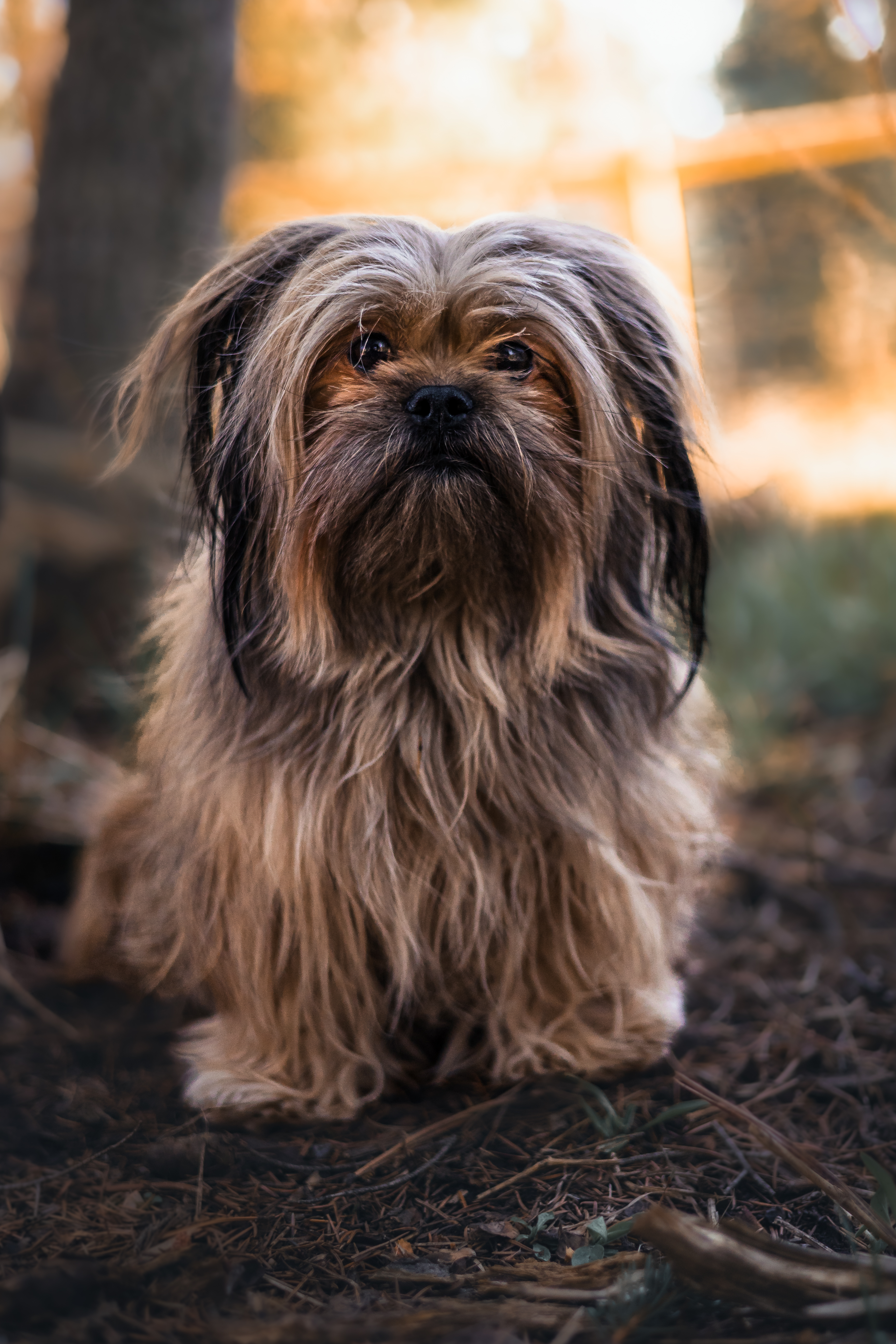 Instagram Post of a curious pet