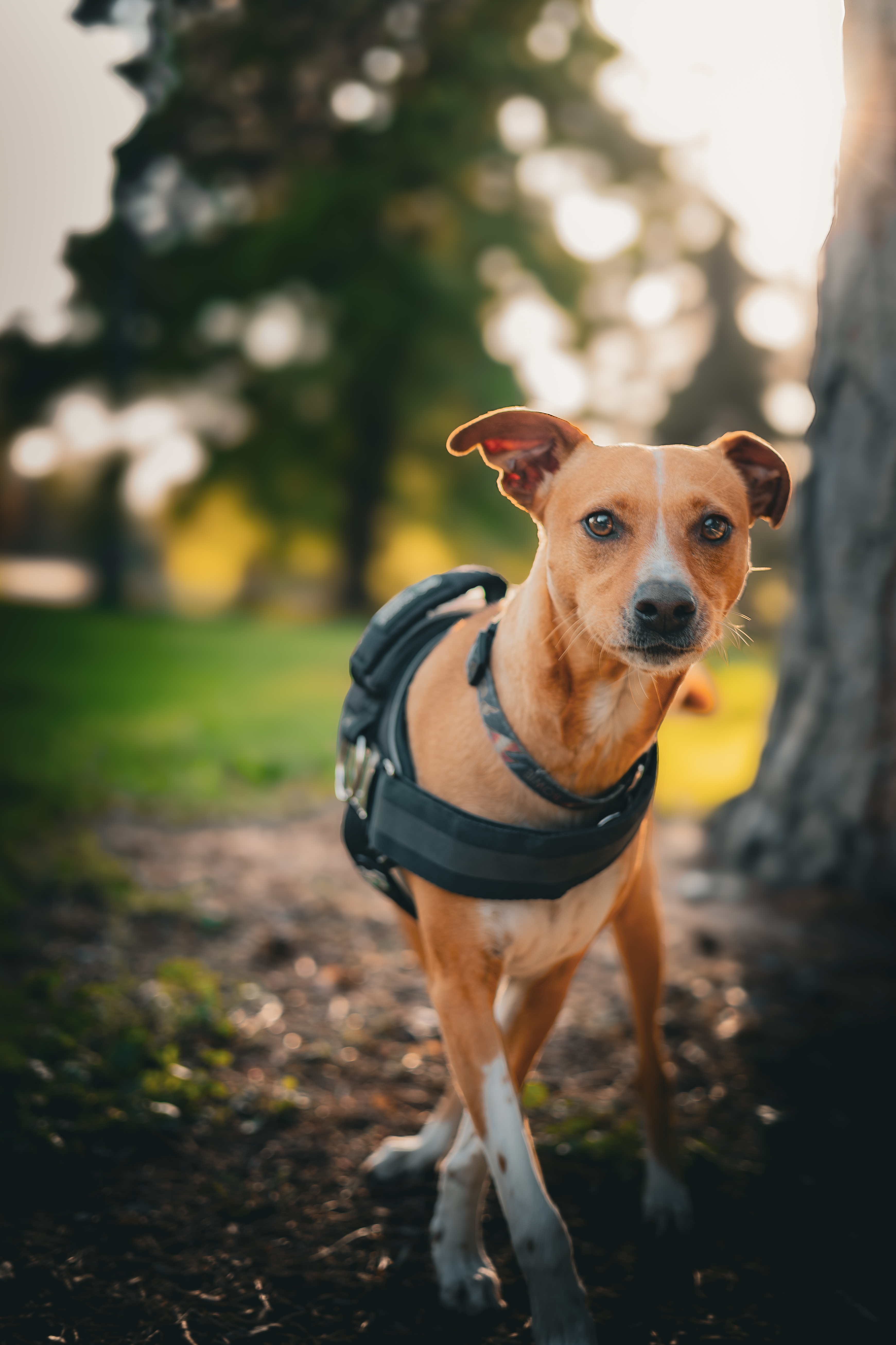 Instagram Post of Bowie at Outdoor Garden Vibes