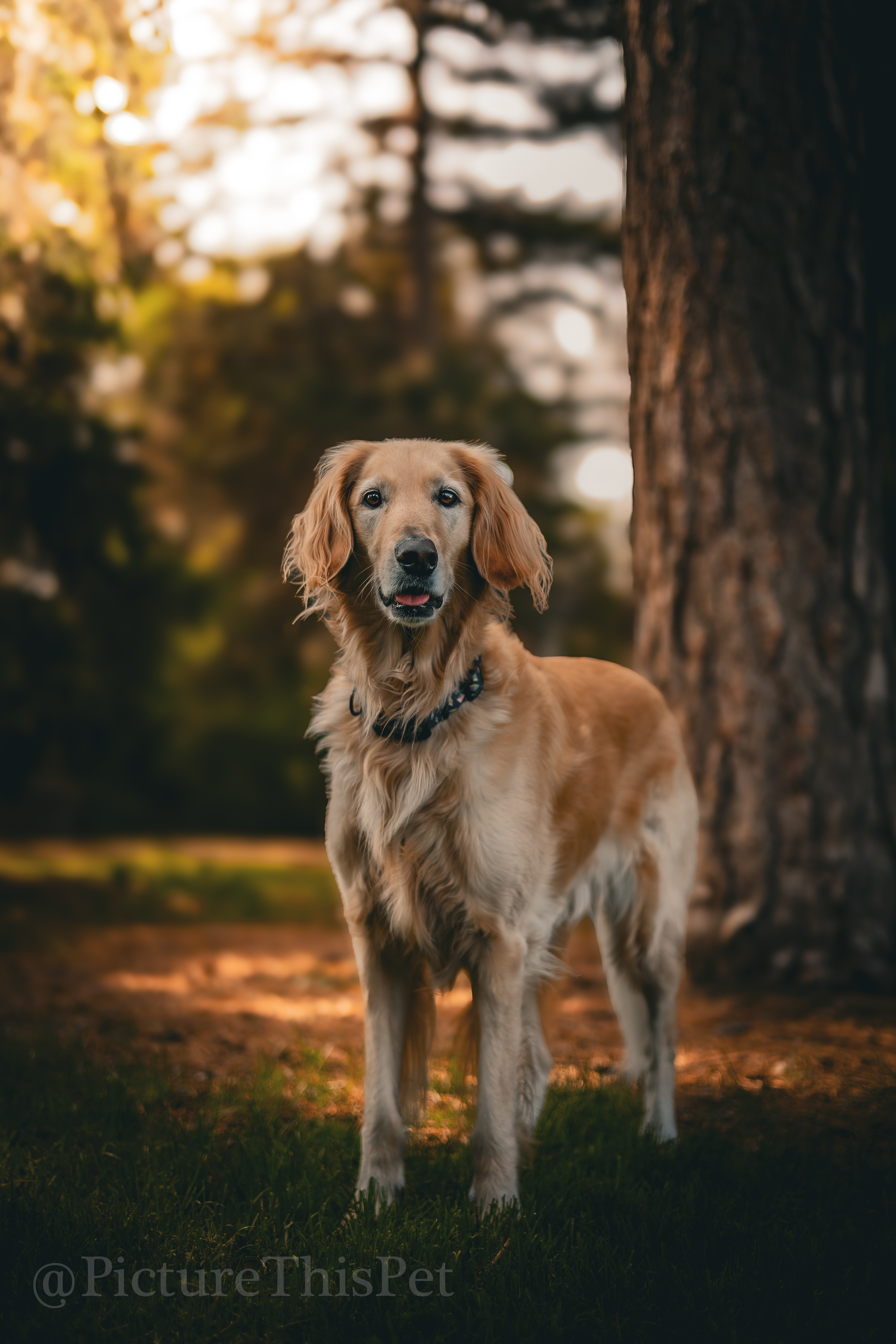 Instagram Post of Buffy at Outdoor Garden Vibes